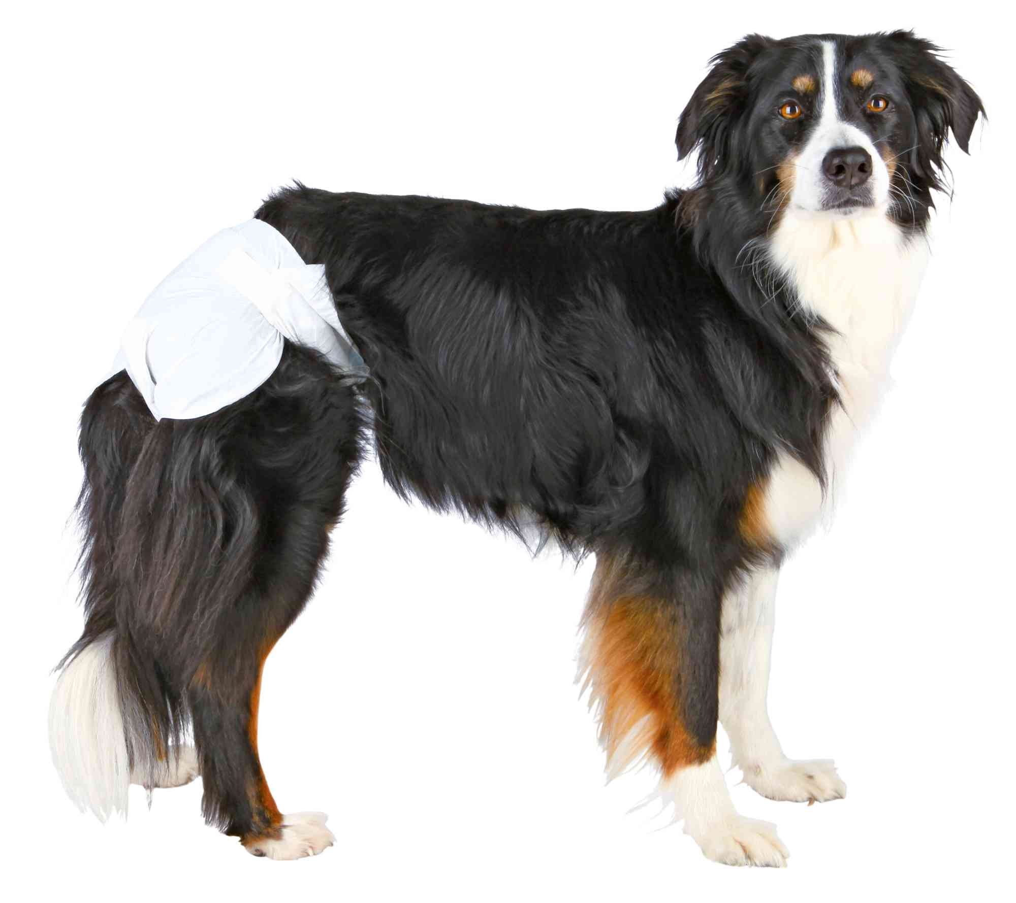 TRIXIE Hundetoilette Trixie Hundewindeln für Hündinnen Größe: S-M