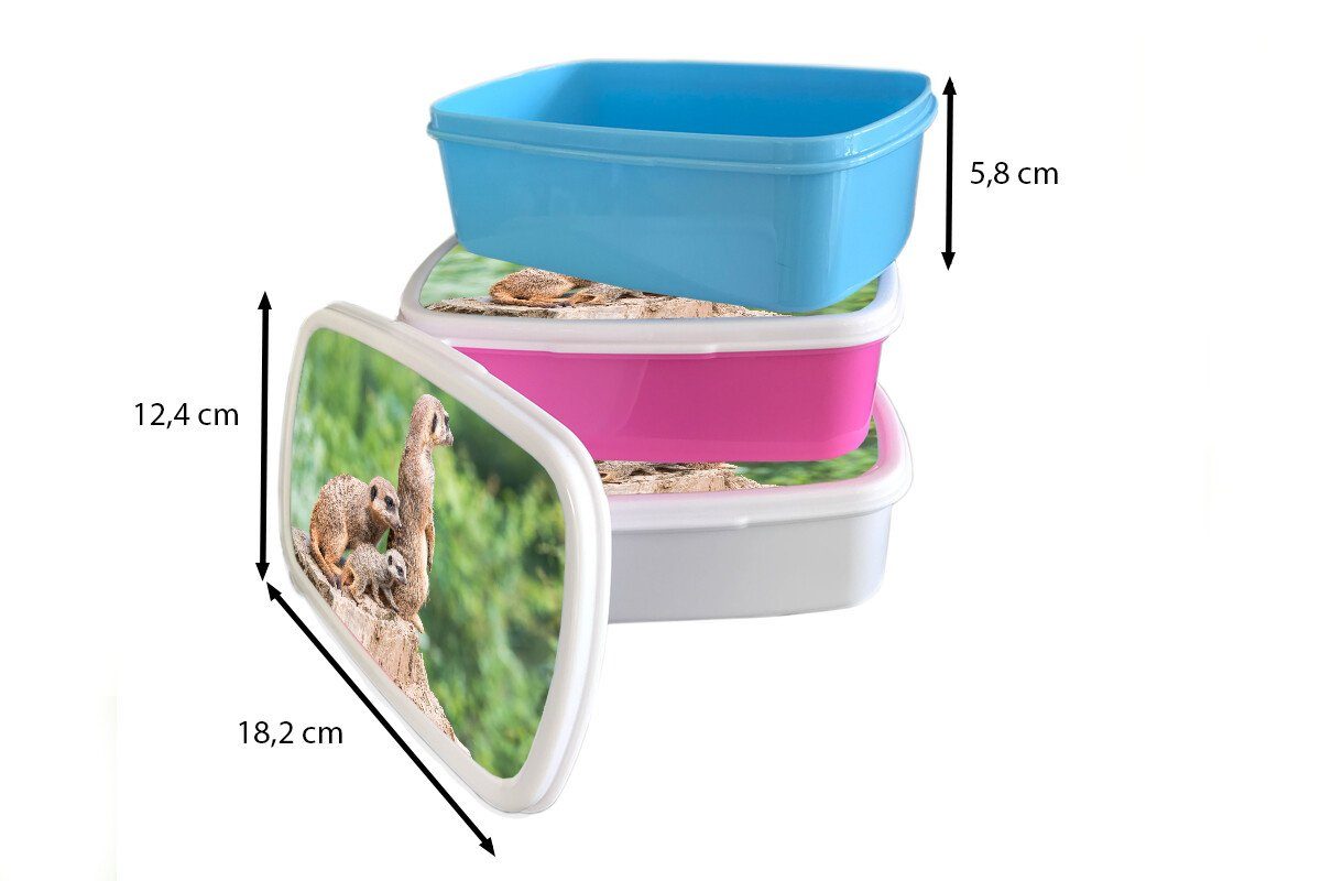 - Kunststoff, und Brotdose, (2-tlg), Lunchbox für Mädchen - Baumstumpf Erdmännchen Jungs Erwachsene, weiß für Jungtier, MuchoWow Kinder Brotbox und