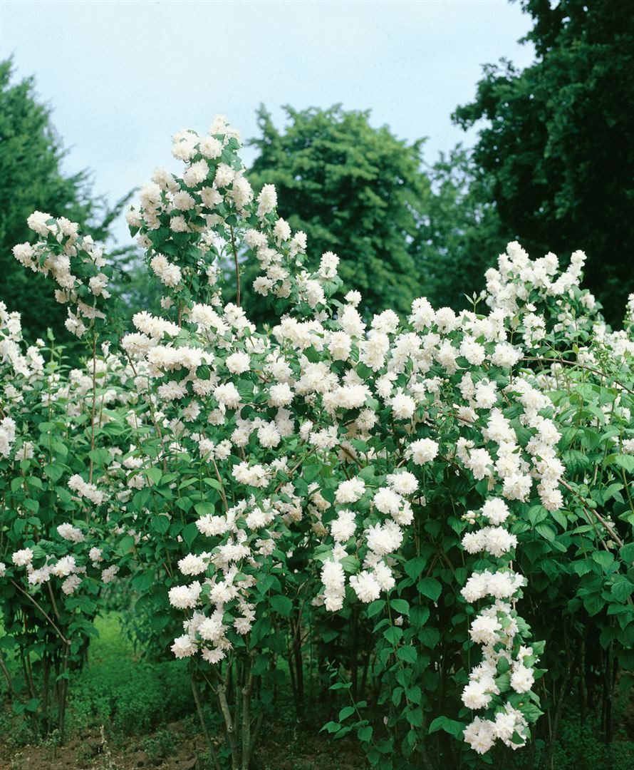 Pflanzen für Dich Gehölze Philadelphus Minnesota Snowflake, 1 St., Pfeifenstrauch, Falscher Jasmin