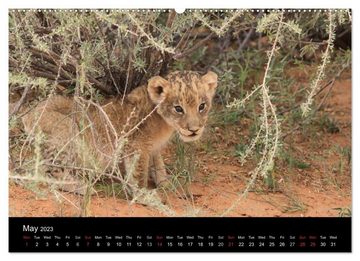CALVENDO Wandkalender Baby animals - Lions (Premium-Calendar 2023 DIN A2 Landscape)