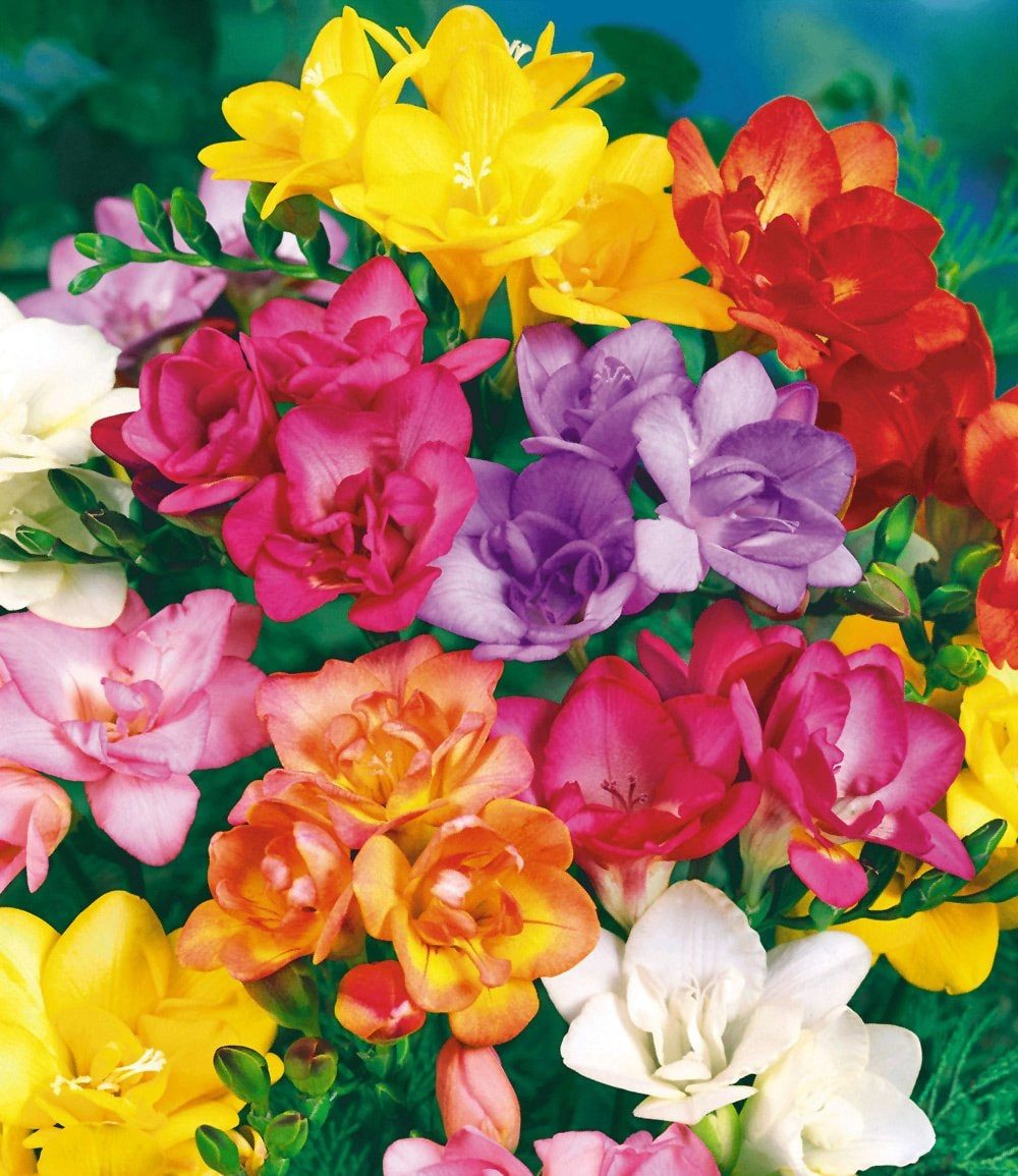 BALDUR Garten Blumenzwiebeln Gefüllte Duft-Freesien, Schneiden, duftend, pflegeleicht