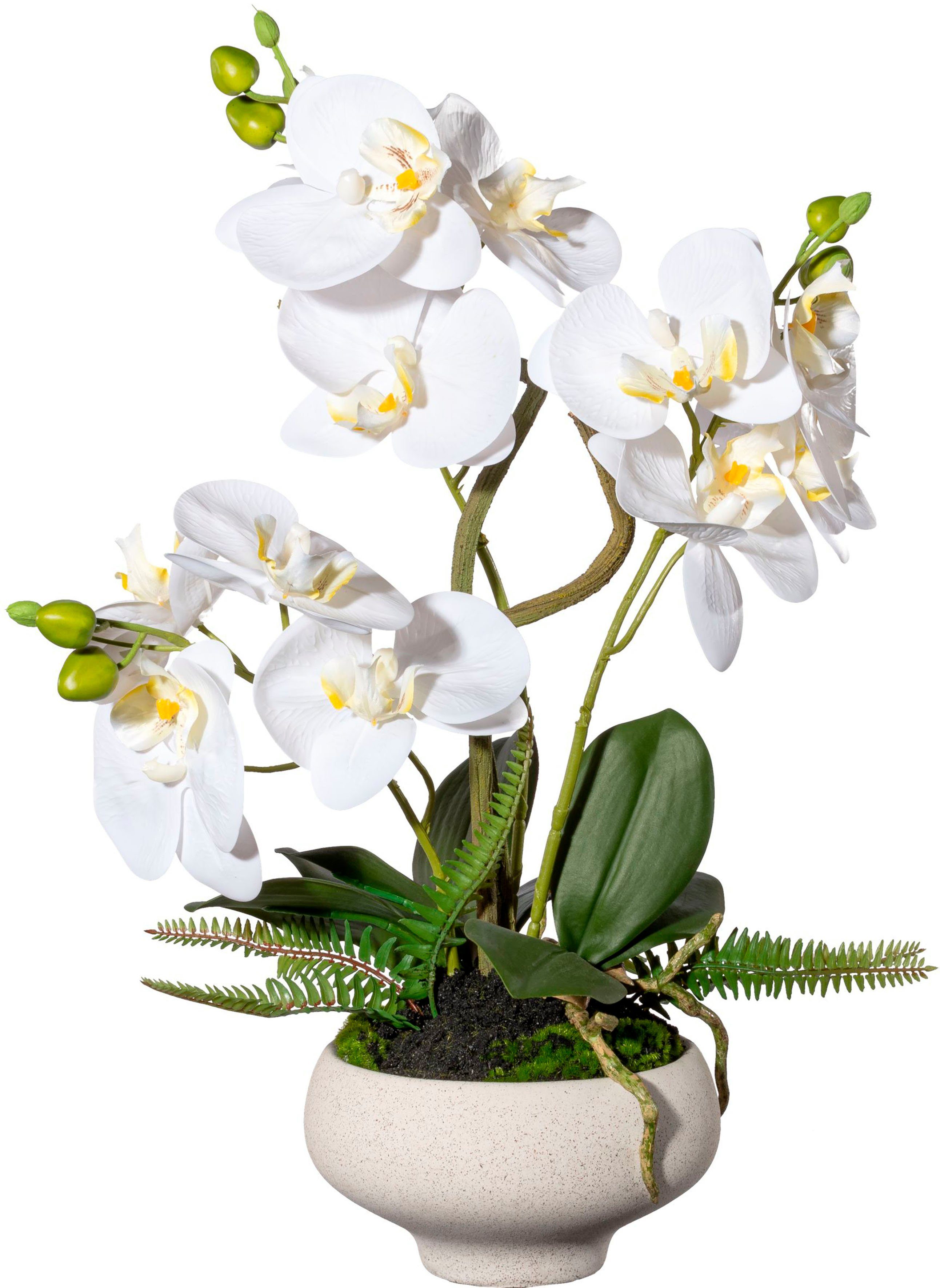 Kunstorchidee Orchidee Phalaenopsis im Creativ Keramiktopf, 50 cm green, Höhe