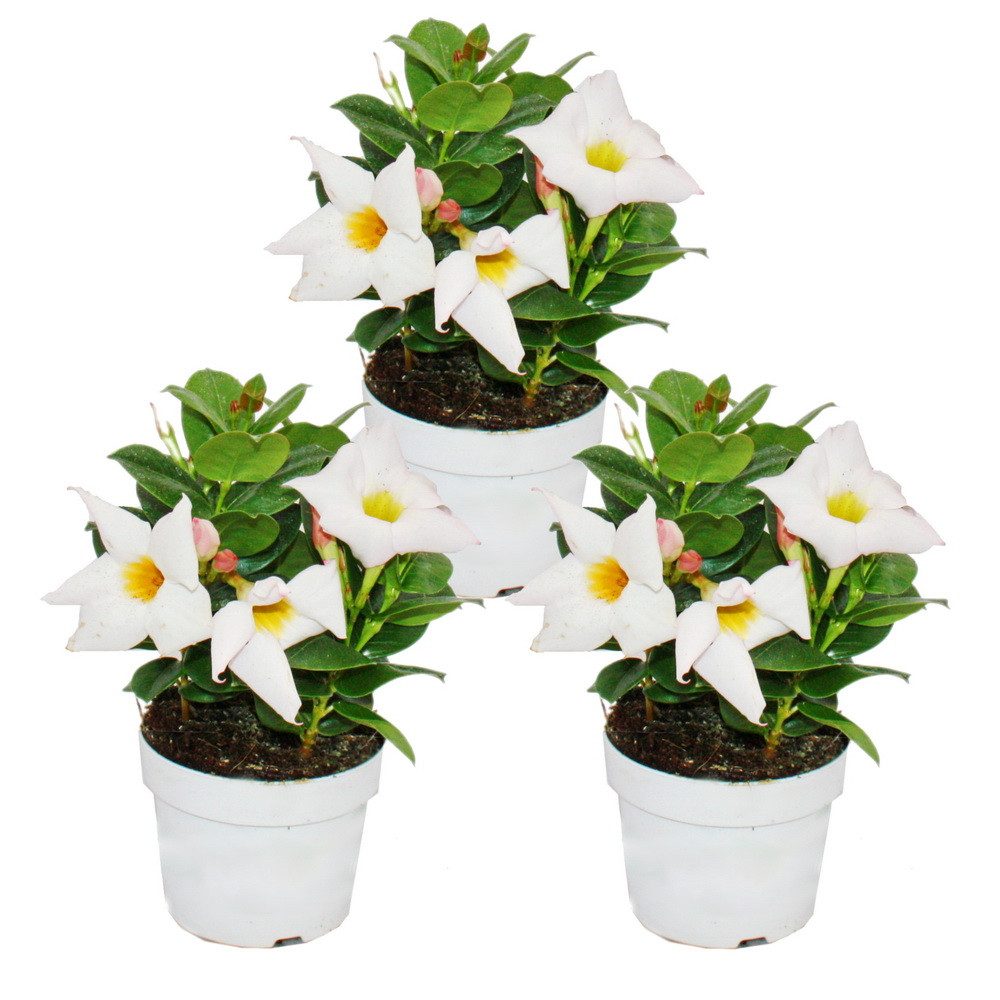 Exotenherz Topfpflanze Dipladenia Chilenischer Jasmin verschiedene Farben 10cm Topf 3er Set