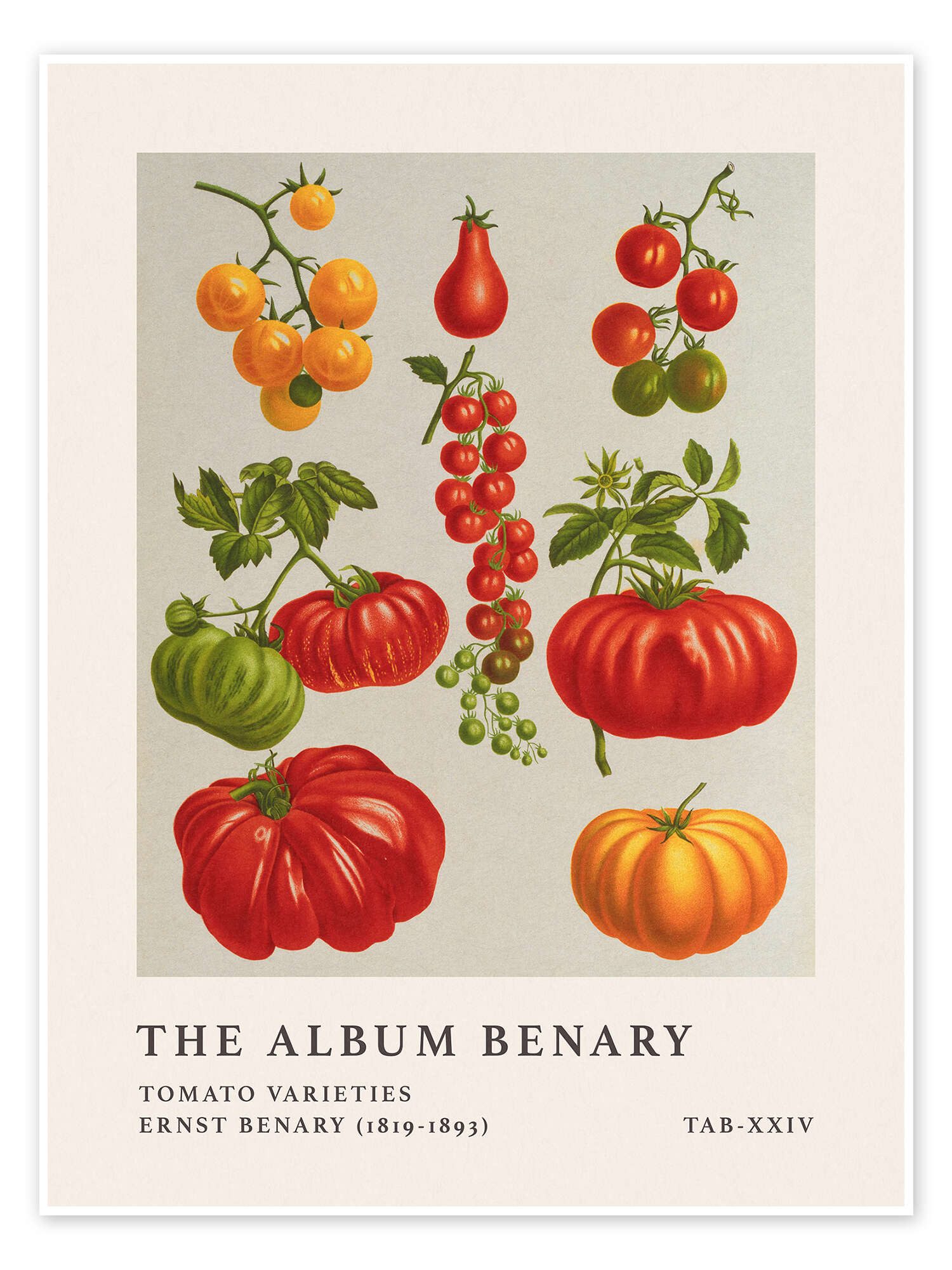 Posterlounge Wandbild The Album Benary - Tomato Varieties, Ernst Benary, erhältlich als Poster, Leinwandbild, Wandsticker oder Acrylglasbild