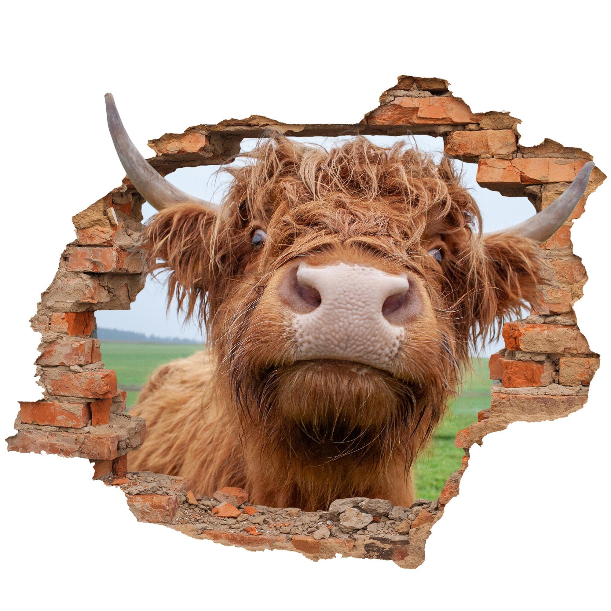 WallSpirit Wandtattoo Wanddurchbruch "Hochlandrind", Selbstklebend, rücksta günstig online kaufen