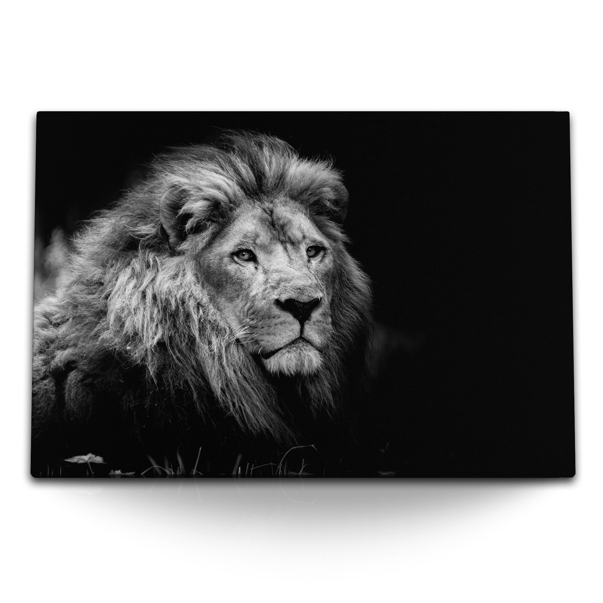Leinwandbild 120x80cm Wandbild auf Leinwand Löwe Tierfotografie Schwarz Weiß Kunstv