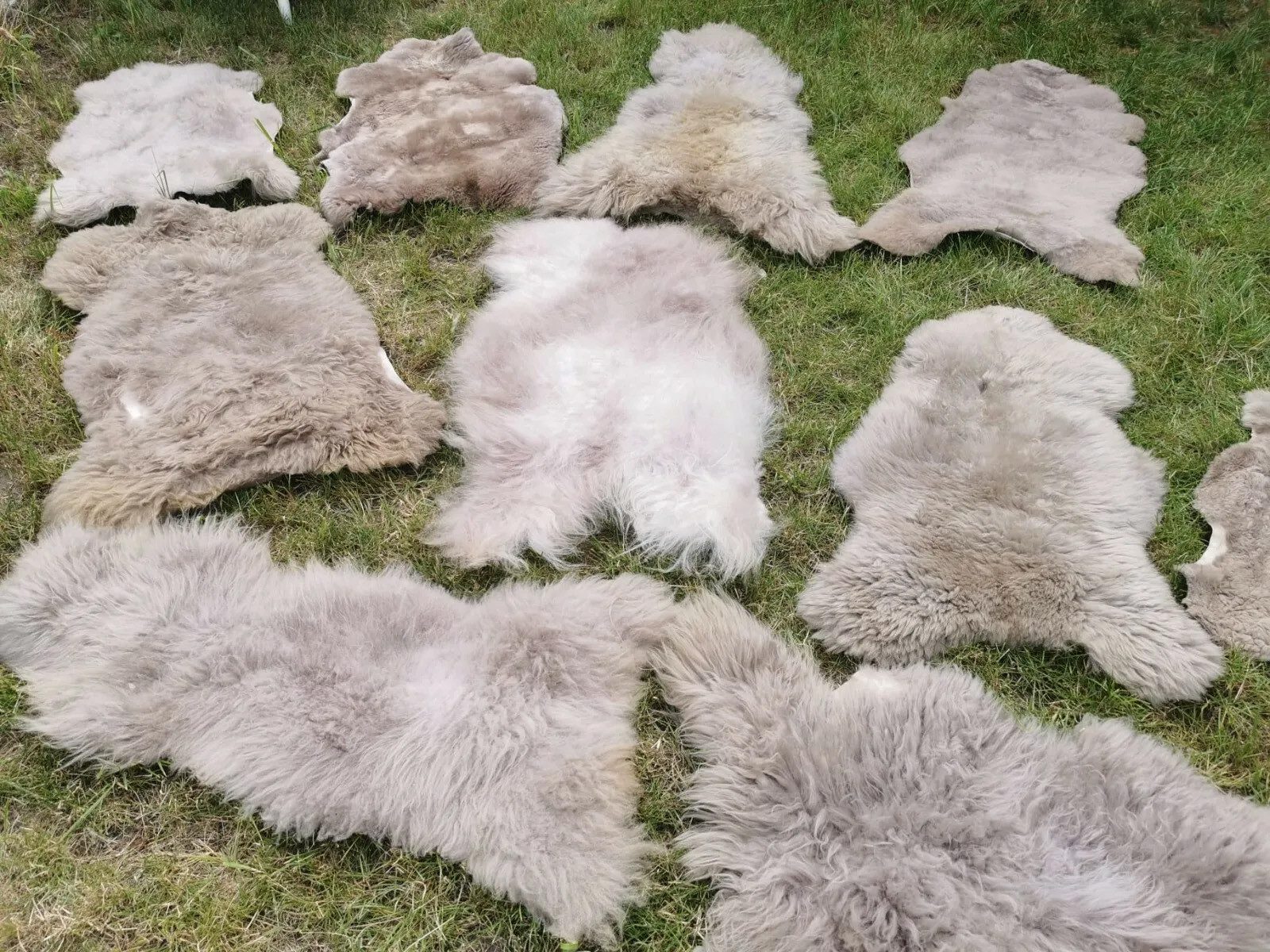 Provellus Fellteppich Echte Öko Schaffelle Lammfell günstig online kaufen