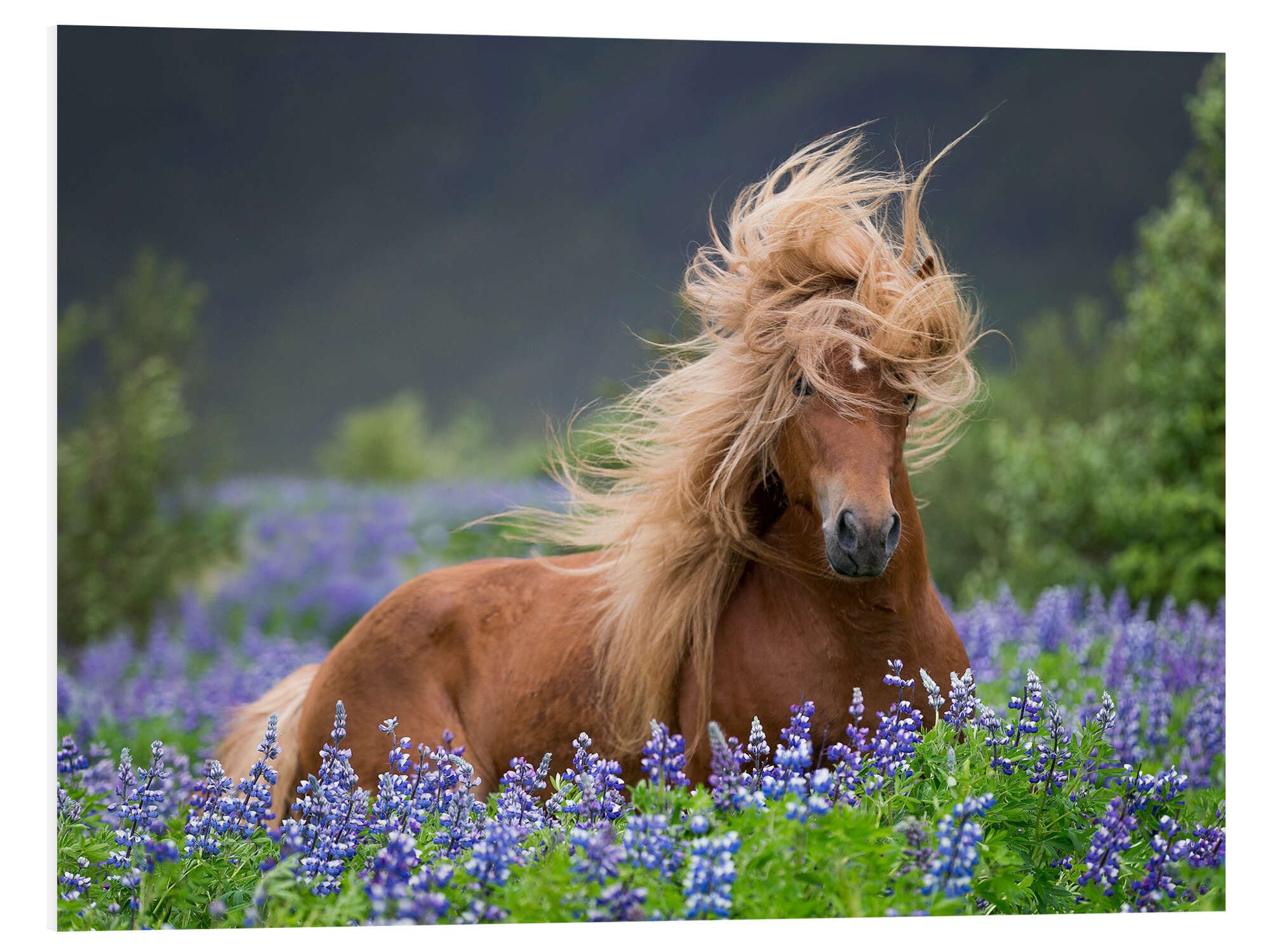 Posterlounge Forex-Bild Panoramic Images, Pferd zwischen Lupinen, Mädchenzimmer Fotografie