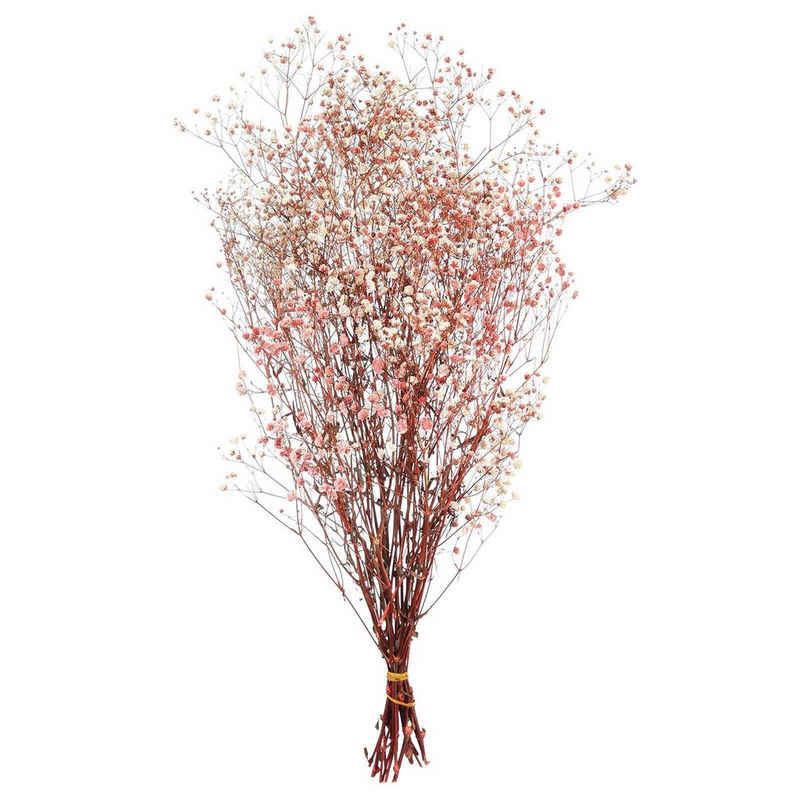 Trockenblume »Trockenbündel Schleierkraut«, Depot, aus Trockenblume, L 55 Zentimeter