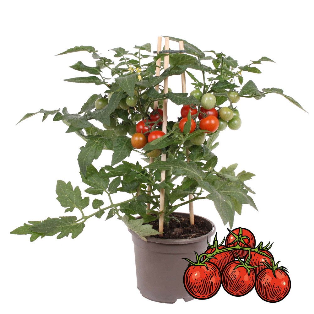 Exotenherz Gemüsepflanze Kirschtomate Cherrytomate Pflanze mit vielen Früchten 14cm Topf