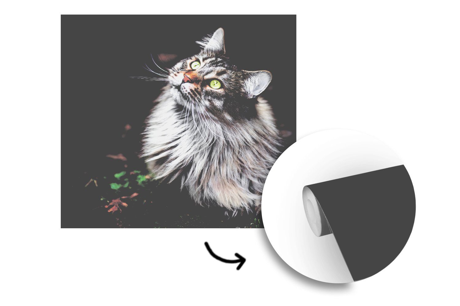 MuchoWow Fototapete Eine graue Maine Tapete St), Katze, oder Wandtapete für Coon Matt, Schlafzimmer, (5 bedruckt, Wohnzimmer Vinyl