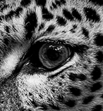 MyMaxxi Sichtschutzelement Balkonbanner Leopard grau Balkon Sichtschutz Garten