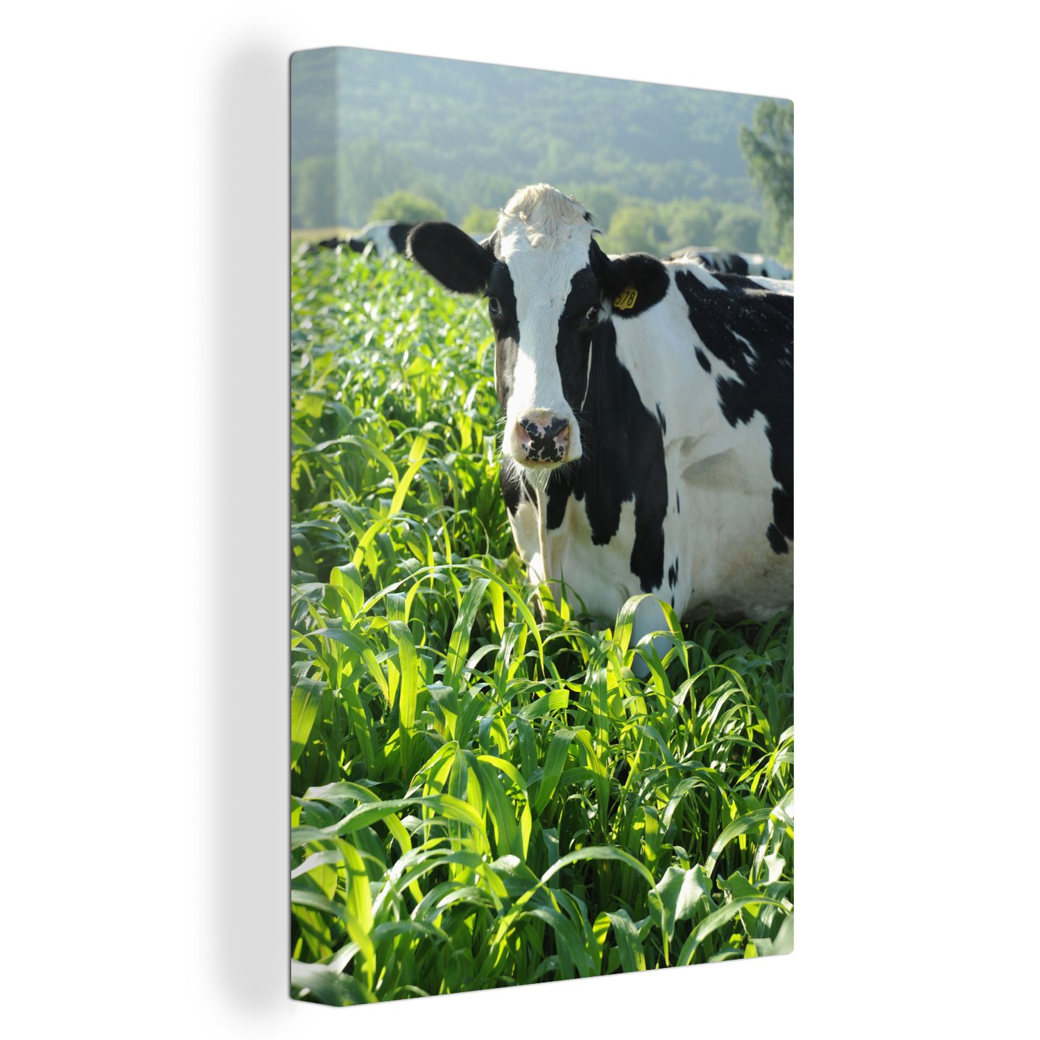Tiere, Leinwandbild OneMillionCanvasses® cm St), - fertig Gemälde, - Gras Kuh inkl. (1 Leinwandbild bespannt Berg 20x30 Zackenaufhänger, -