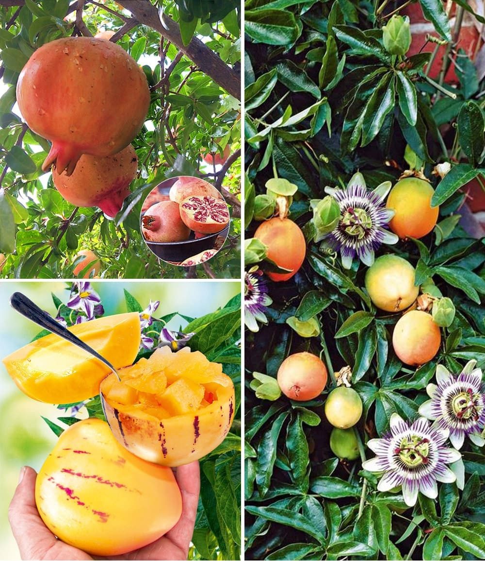 BALDUR Garten Obstpflanze Exotisches Obst, 3 St., Selbstbefruchtend, essbar, pflegeleicht