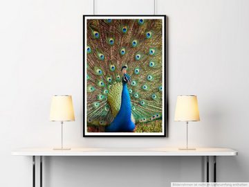 Sinus Art Poster Tierfotografie  Bunter Pfau 60x90cm Poster