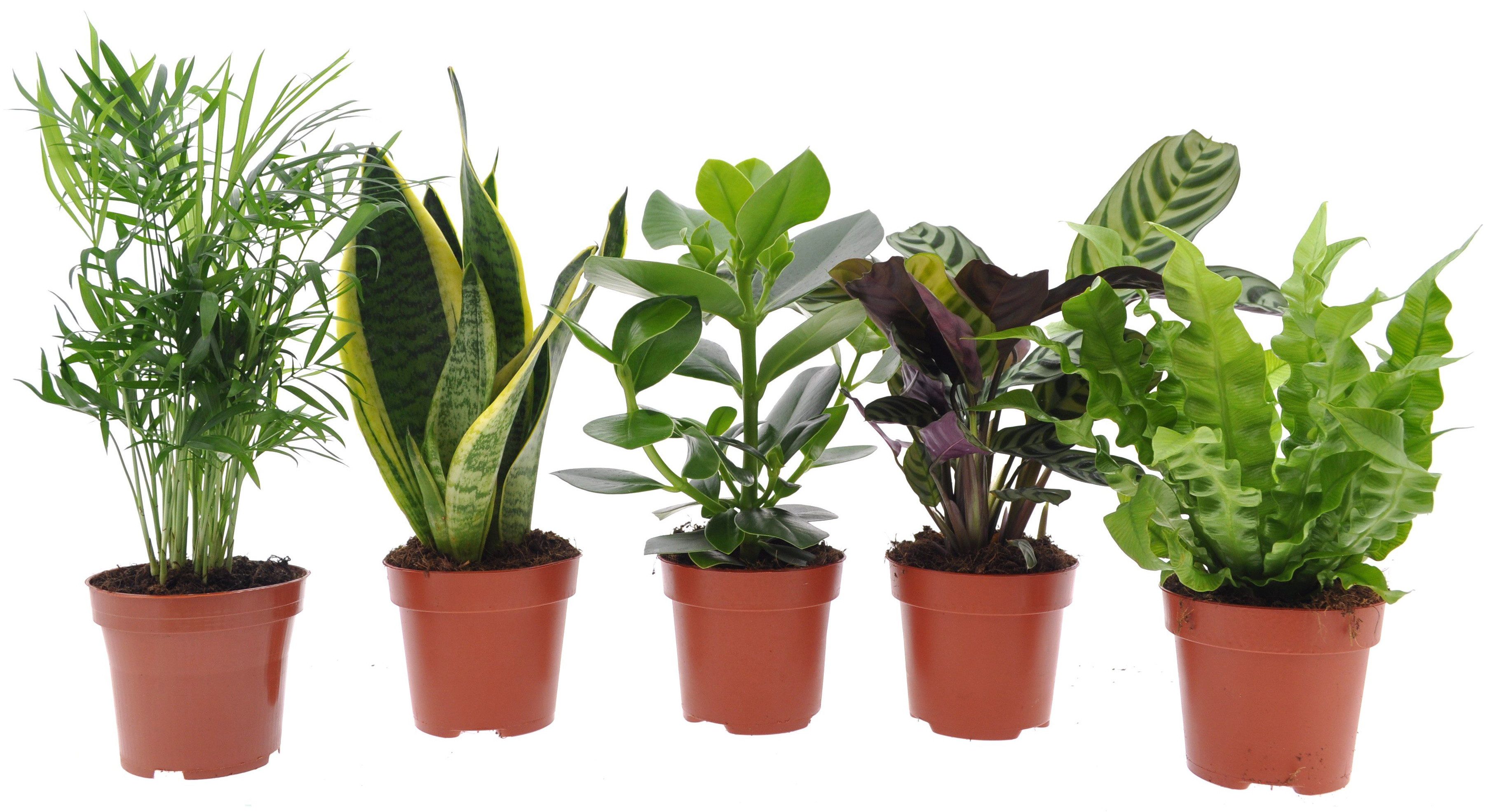 meinvipshop Zimmerpflanze Zimmerpflanzen gemischt Easy Care Mix 5er Set