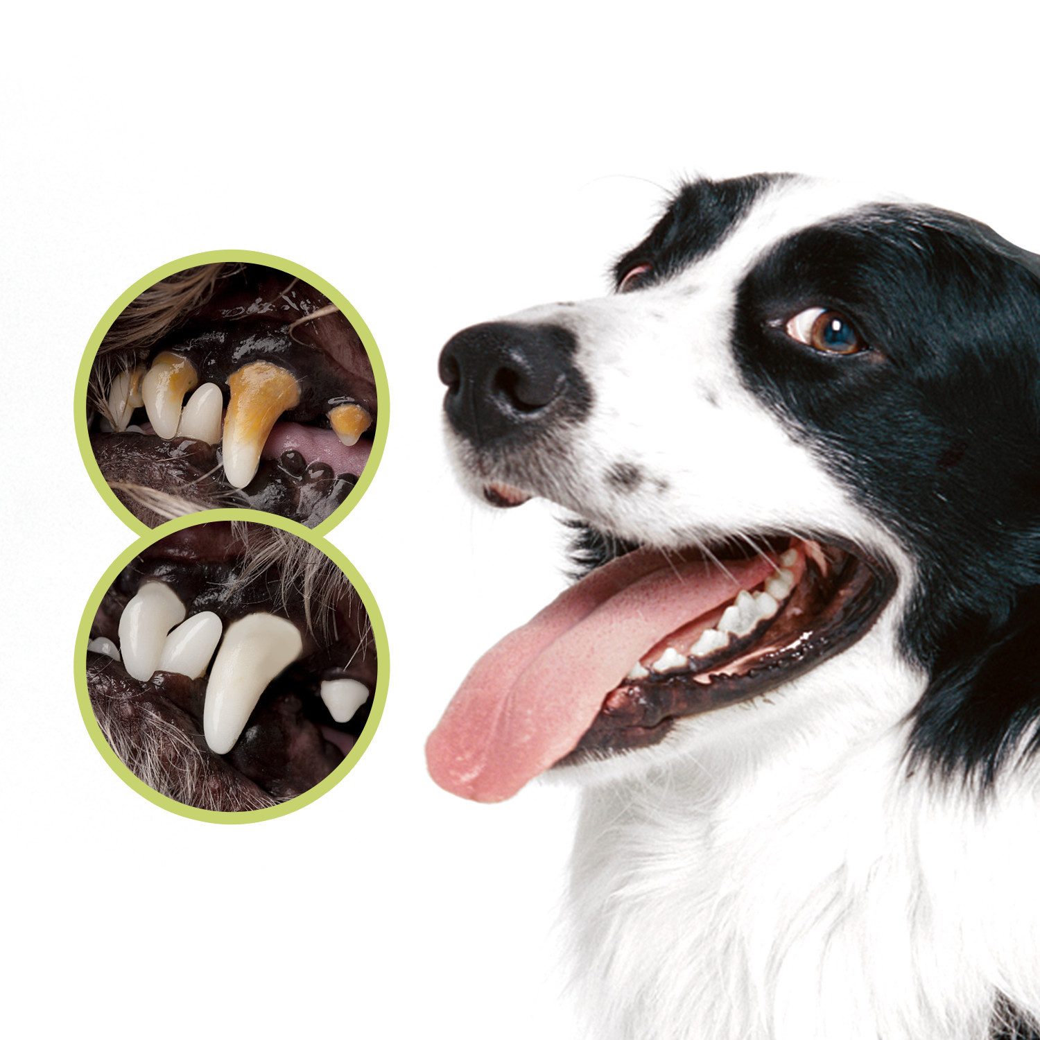 nobleza Tierzahnbürste nobleza 3-in-1 Zahnpflege Set für Hunde mit Zahnbürste & 70g Zahnpasta
