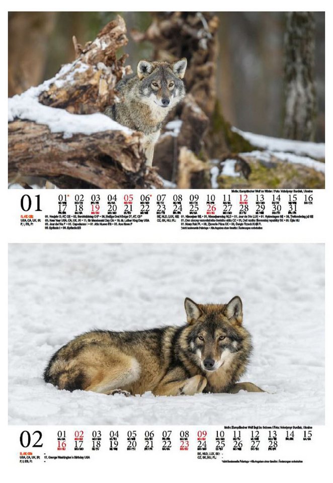 Thumbnail - Seelenzauber Tischkalender Wolfszauber DIN A5 Kalender für 2025 Wolf und Wölfe
