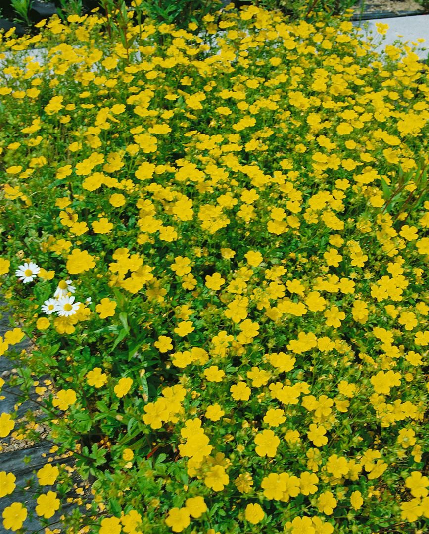 Pflanzen für Dich Bodendecker Potentilla aurea, 1 St., Gold-Fingerkraut, Gold-Fingerstrauch, gelbblühend, bodendecker
