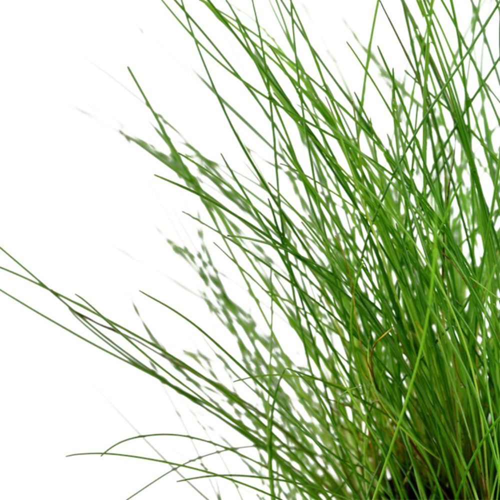 Aquaone Wasserpflanze Aquarium Pflanze 3 Stück Eleocharis parvula Nr.332C S günstig online kaufen