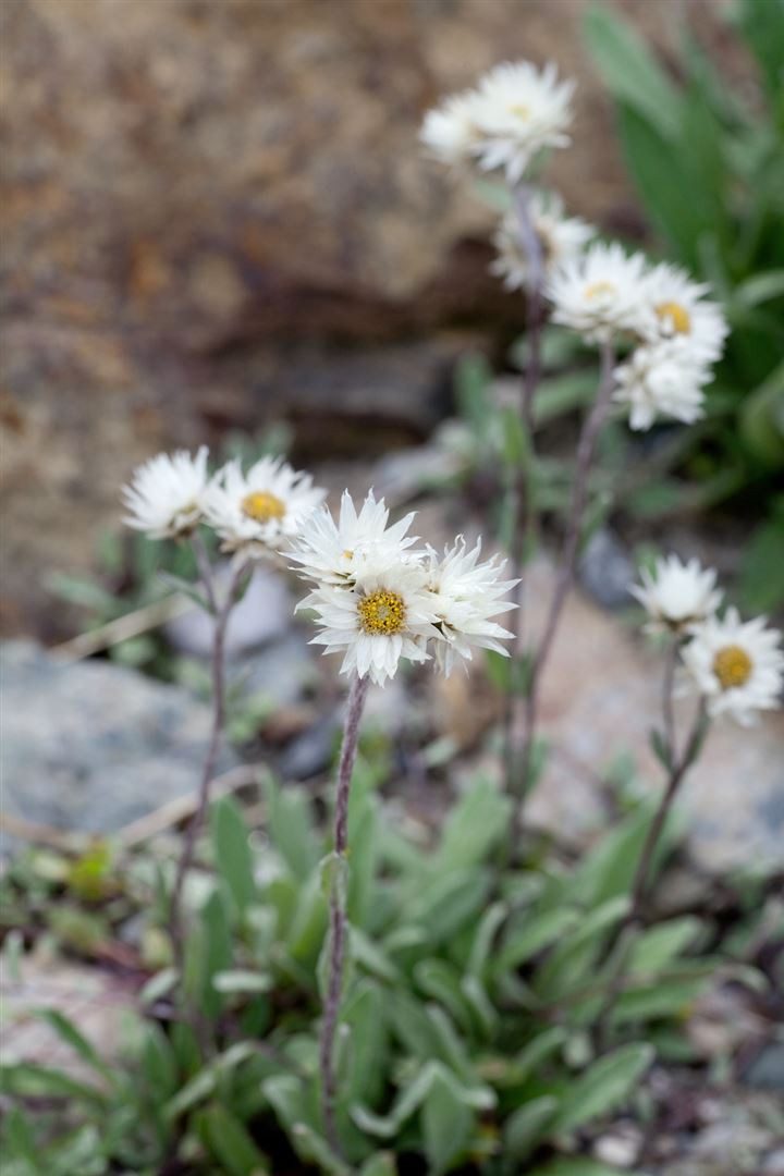 Pflanzen für Dich Staude Anaphalis margaritacea, 1 St., Perlkörbchen, Silberimmortelle