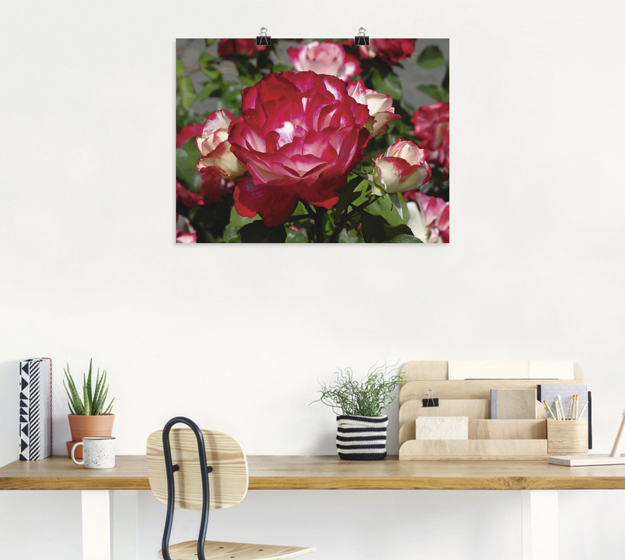 Artland Poster Rot weiße Rosenblüte, Blumen (1 St), ohne Rahmen