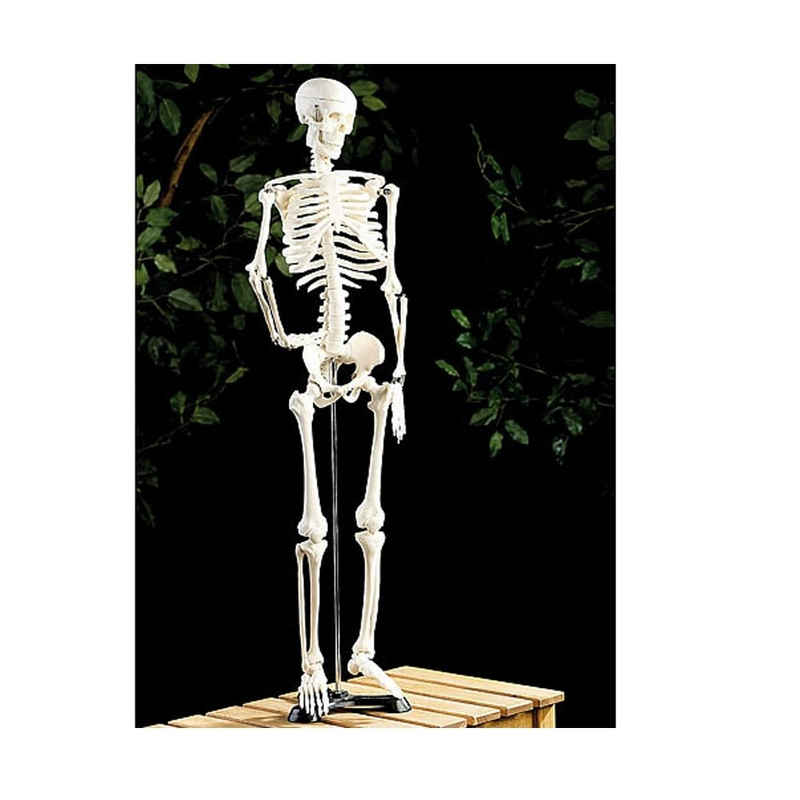 Systafex® Dekofigur Menschliches Skelett Anatomie Lehrmodell 85 cm Naturgetreu, bewegliches Kiefergelenk, 10 bewegliche Glieder