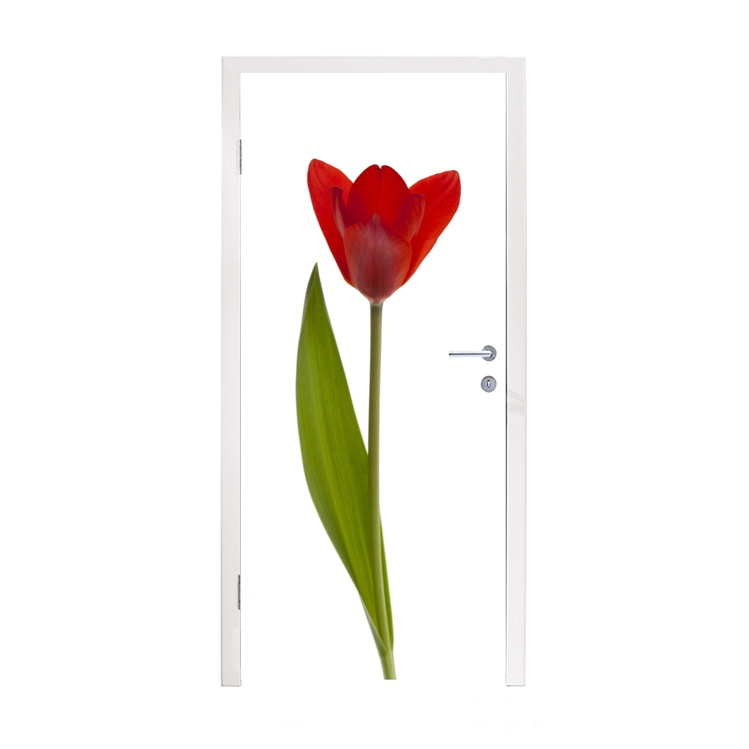 MuchoWow Türtapete Rote Tulpe vor weißem Hintergrund, Matt, bedruckt, (1 St), Fototapete für Tür, Türaufkleber, 75x205 cm