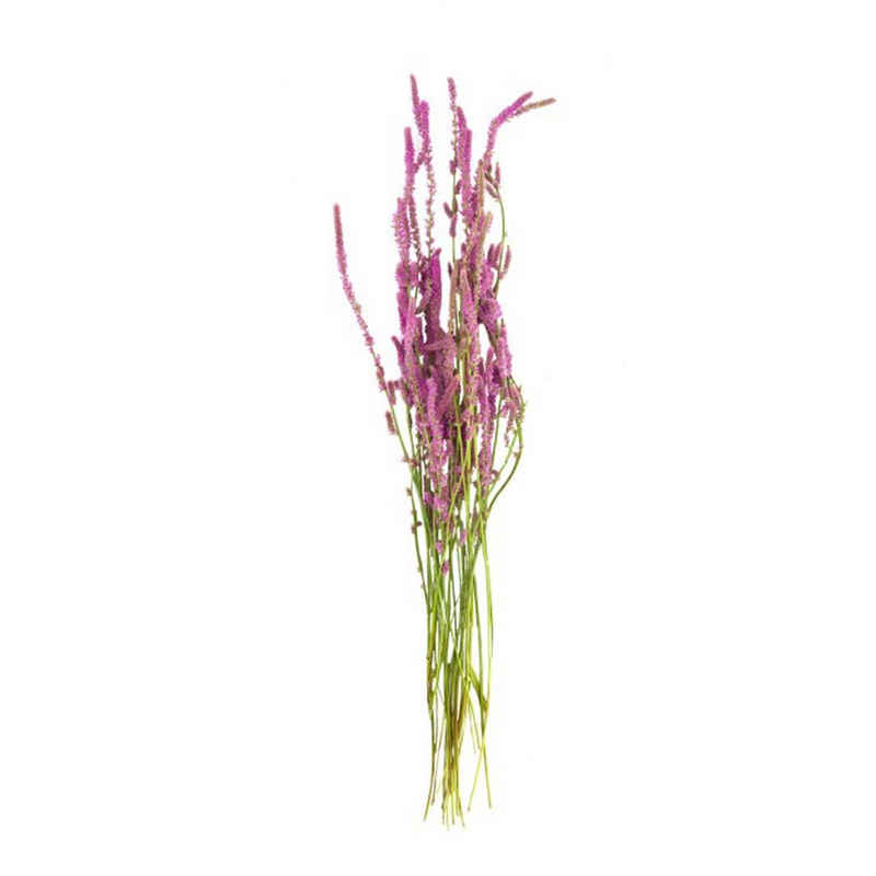 Trockenblume Meerlavendel natur - statice suworowii - 58x15x5 cm, DIJK