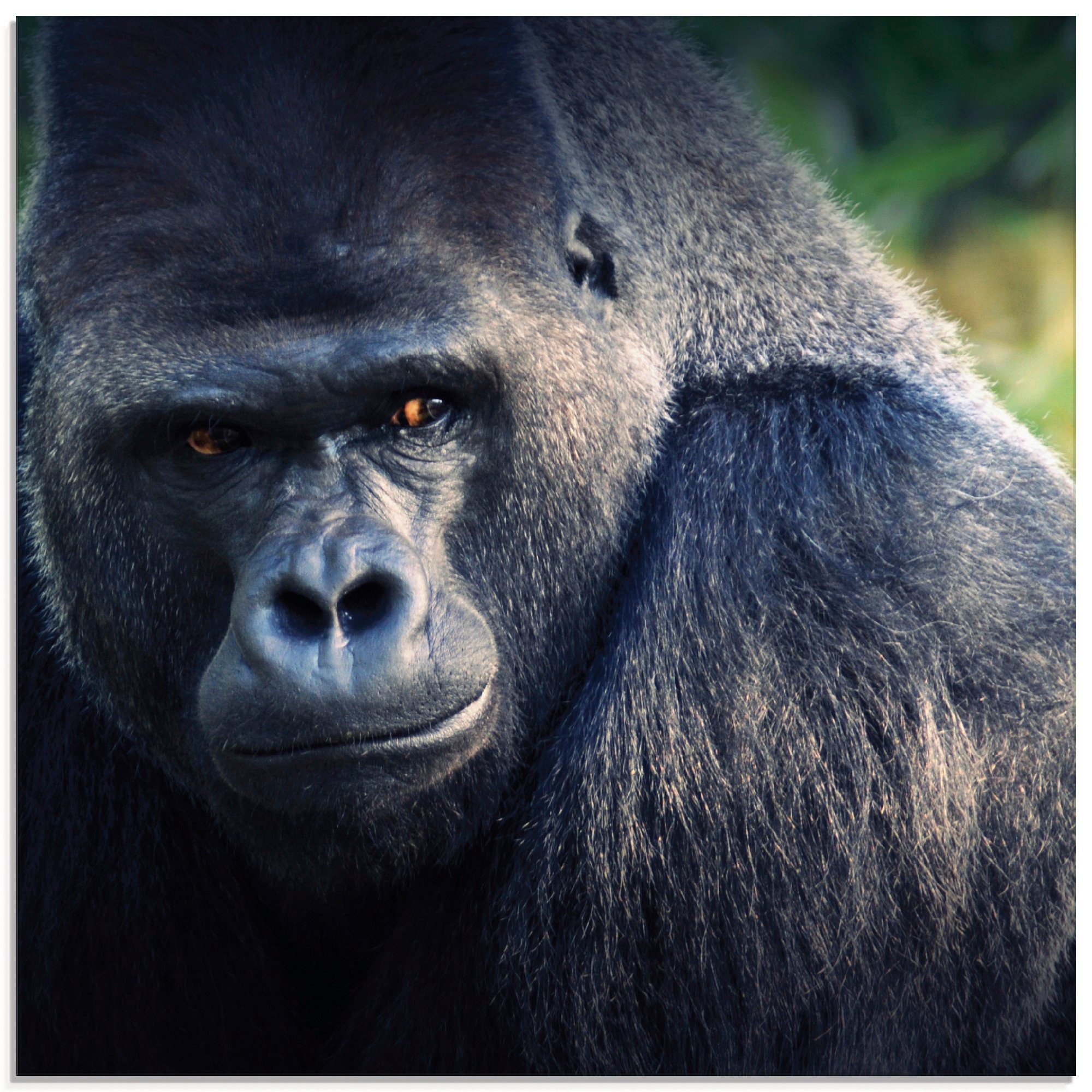 Artland Glasbild Gorilla, Wildtiere Größen (1 St), in verschiedenen