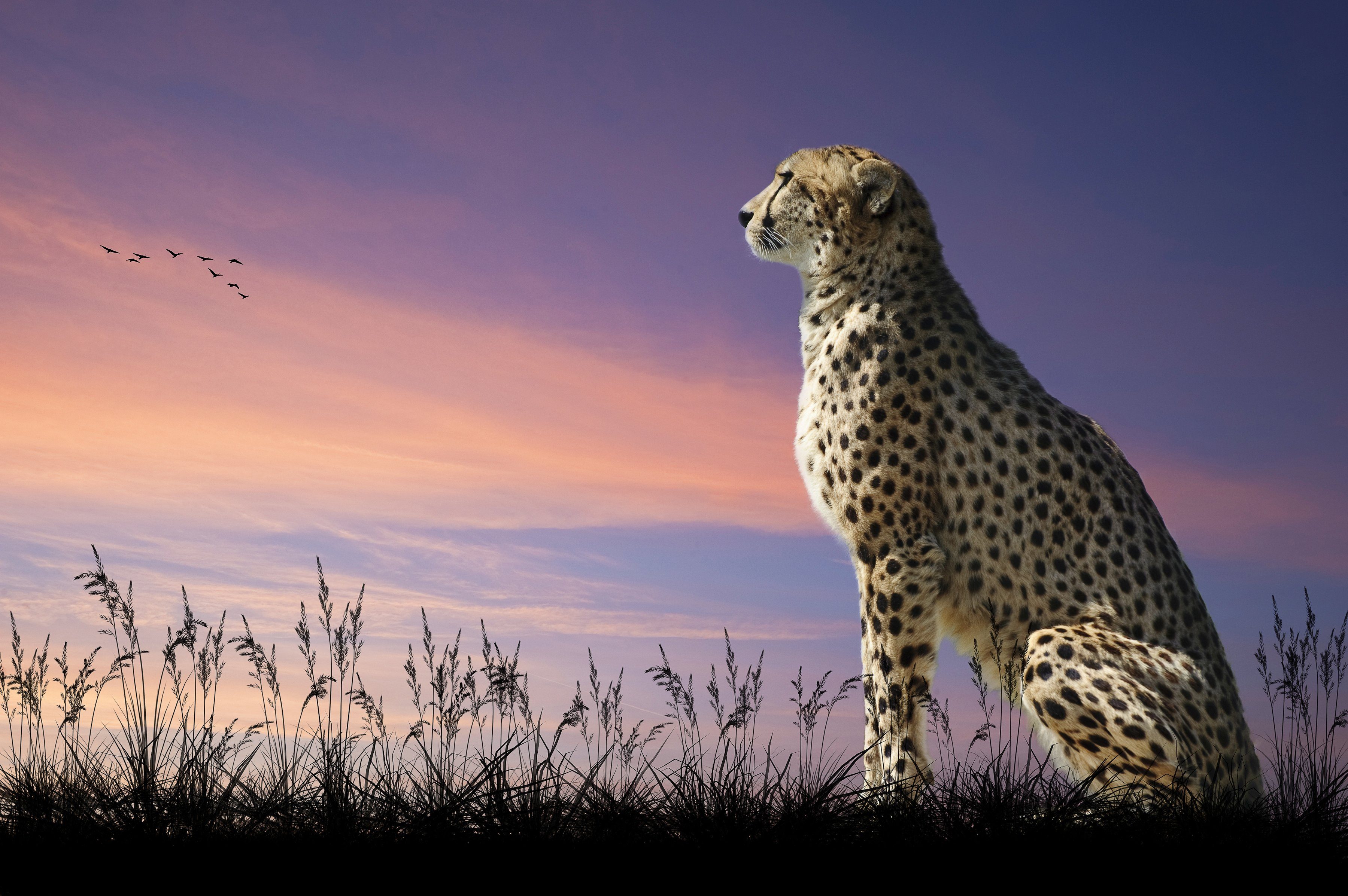 DSCHUNGEL PUMA Papermoon TIERE GEPARD-NATUR TIGER LÖWE JAGUAR Fototapete XXL