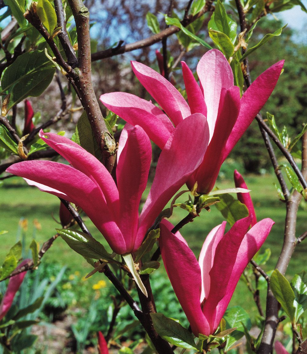 BALDUR Garten Zierstrauch Purpur-Magnolie, 1 St., Purpurmagnolie,winterhart, großblütig, frühblühend, robust