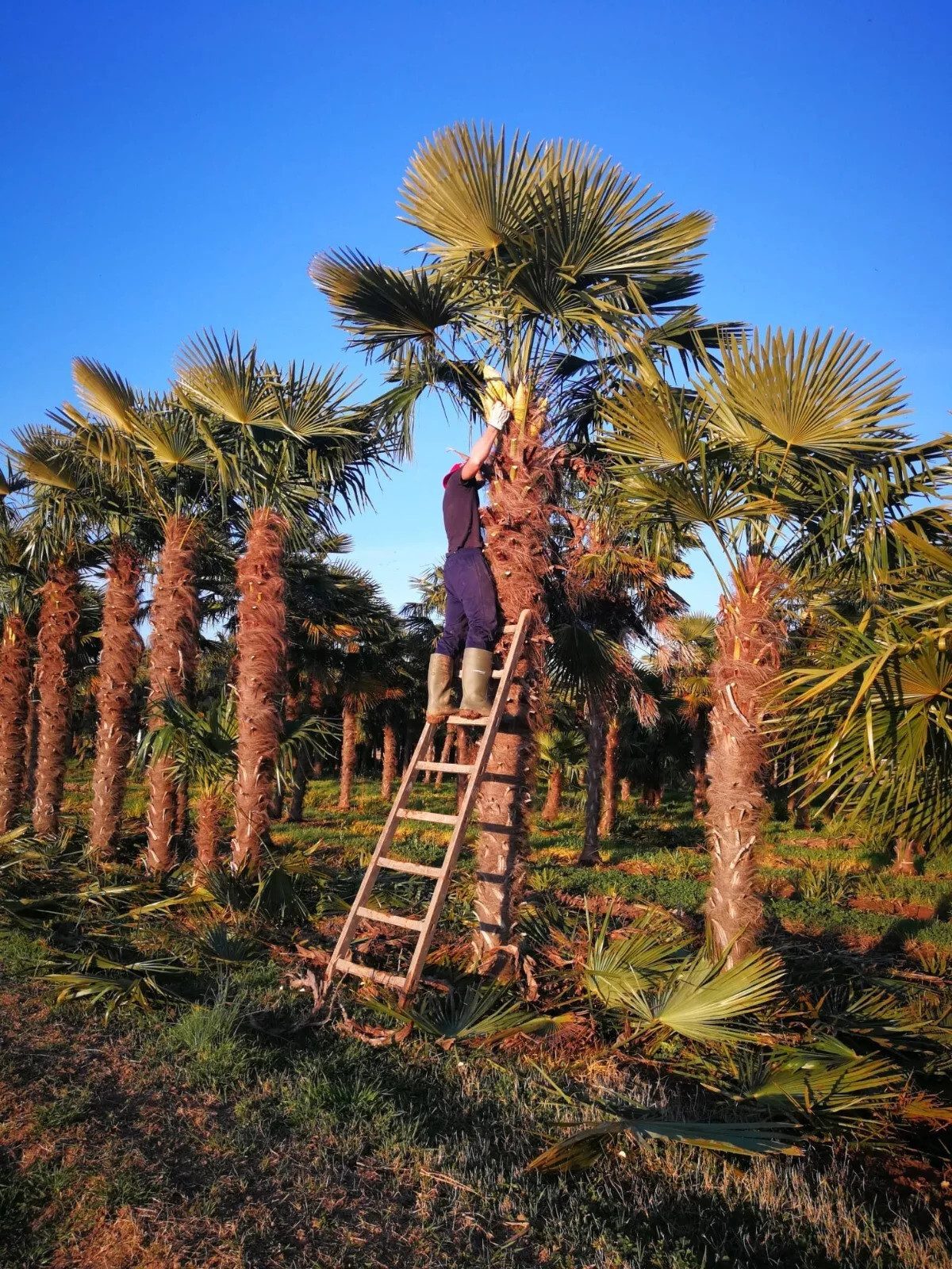 Palms-Store Baum Palme Trachycarpus fortunei – Chinesische Hanfpalme, ca. 600 cm Höhe, Stammhöhe ca. 400 cm winterhart bis –19 °C, aus Spanien