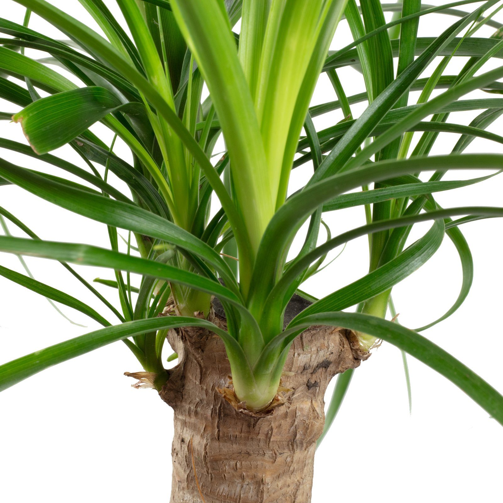 Flowerbox Zimmerpflanze Elefantenfuß 1-Stamm – Beaucarnea, pflegeleicht - Höhe ca. 40 cm, Topf-Ø 14 cm