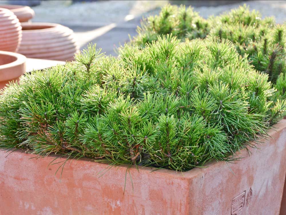 Garten von Ehren Konifere Pinus mugo pumilio, Containerware, 25-30 cm breit