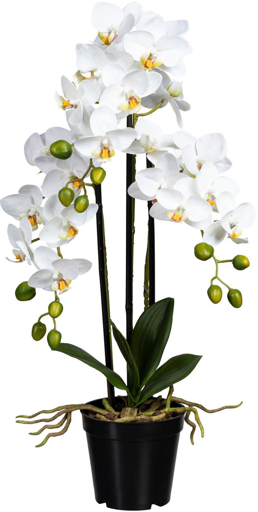 60 cm Phalaenopsis, Kunstorchidee green, Höhe Creativ Orchidee Phalaenopsis