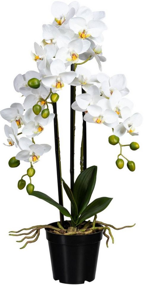 Kunstorchidee Phalaenopsis Orchidee Phalaenopsis, Creativ green, Höhe 60 cm