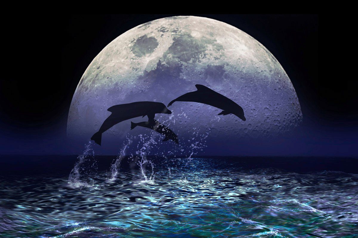 Papermoon Fototapete Delfine bei Nacht