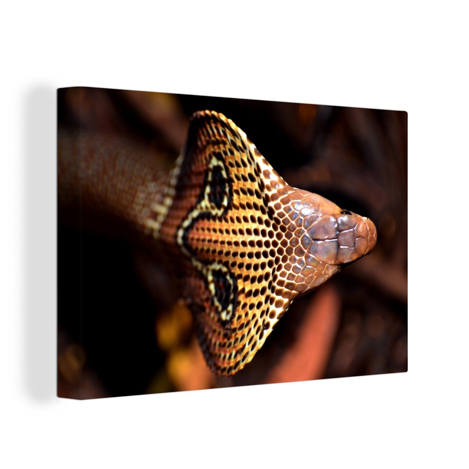 OneMillionCanvasses® Leinwandbild Draufsicht auf eine Cobra, (1 St), Wandbild Leinwandbilder, Aufhängefertig, Wanddeko, 30x20 cm