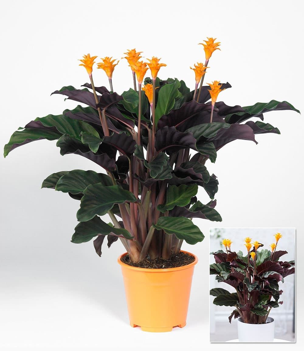 BALDUR Garten Zimmerpflanze Calathea Crocata, 1 St., Zimmerpflanze