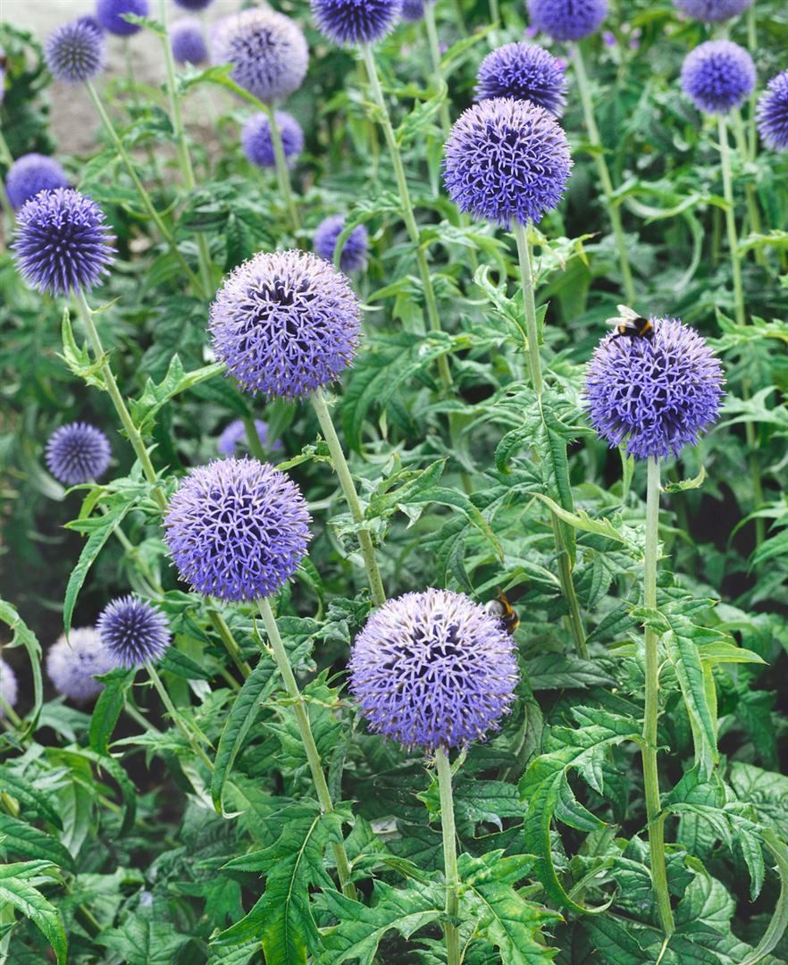 Pflanzen für Dich Staude Echinops ban. Taplow Blue, 1 St., Kugeldistel