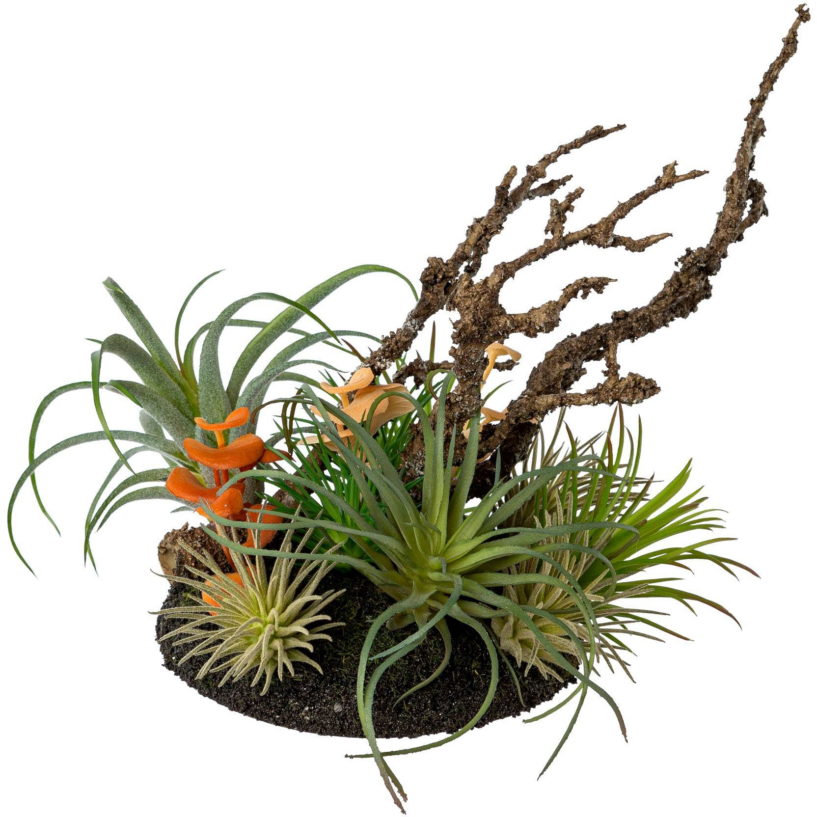 Künstliche Zimmerpflanze Tillandsien-Mix im Erdballen Sukkulente, Creativ  green, Höhe 19 cm