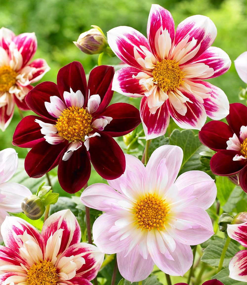 BALDUR Garten Blumenzwiebeln Dahlien-Mix 'Favourite Ballet', Sommerblüher, bienenfreundlich, pflegeleicht