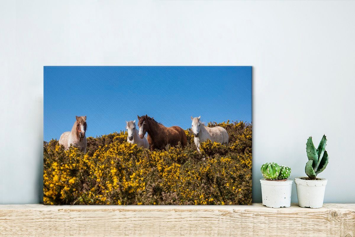 cm Leinwandbilder, Wanddeko, National Coast England, Leinwandbild St), Ponys Park Pembrokeshire in OneMillionCanvasses® Wandbild (1 im 30x20 Aufhängefertig,