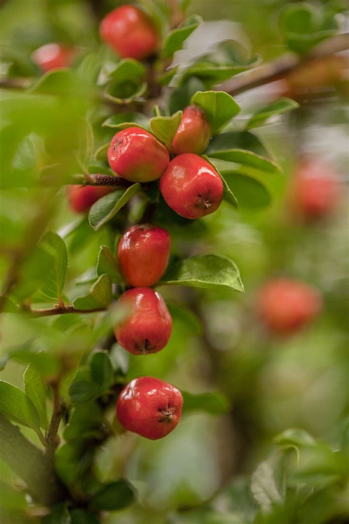 Pflanzen für Dich Bodendecker Cotoneaster suec. Coral Beauty, 1 St., Zwergmispel, Fächer-Zwergmispel, immergrün, bodendecker