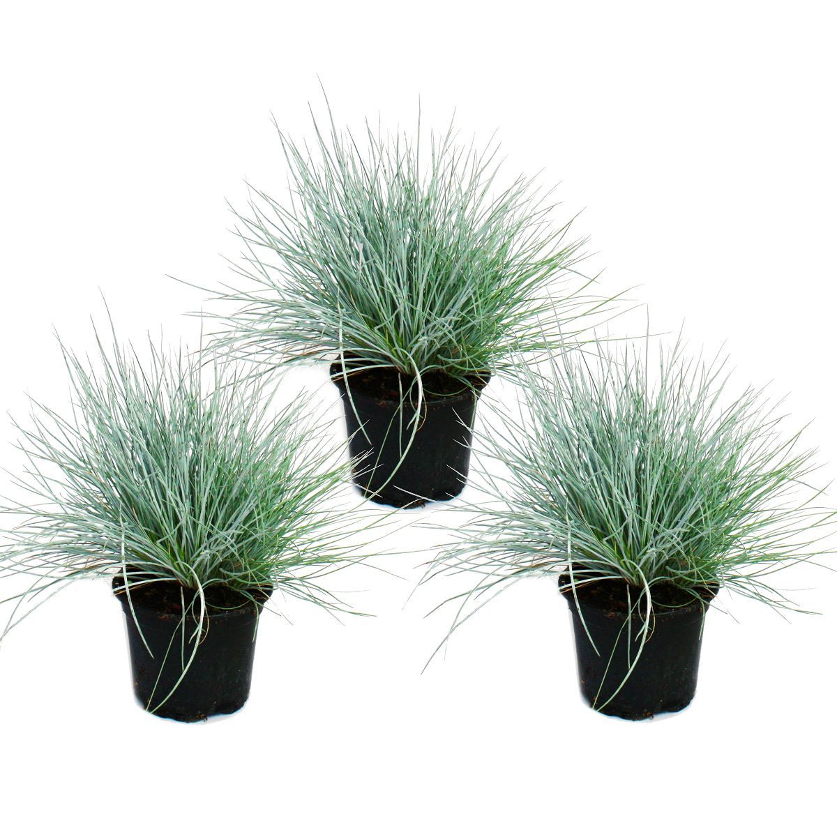 Exotenherz Beetpflanze Blauschwingel-Gras - Festuca glauca - Set mit 3 Pflanzen - 9cm Topf