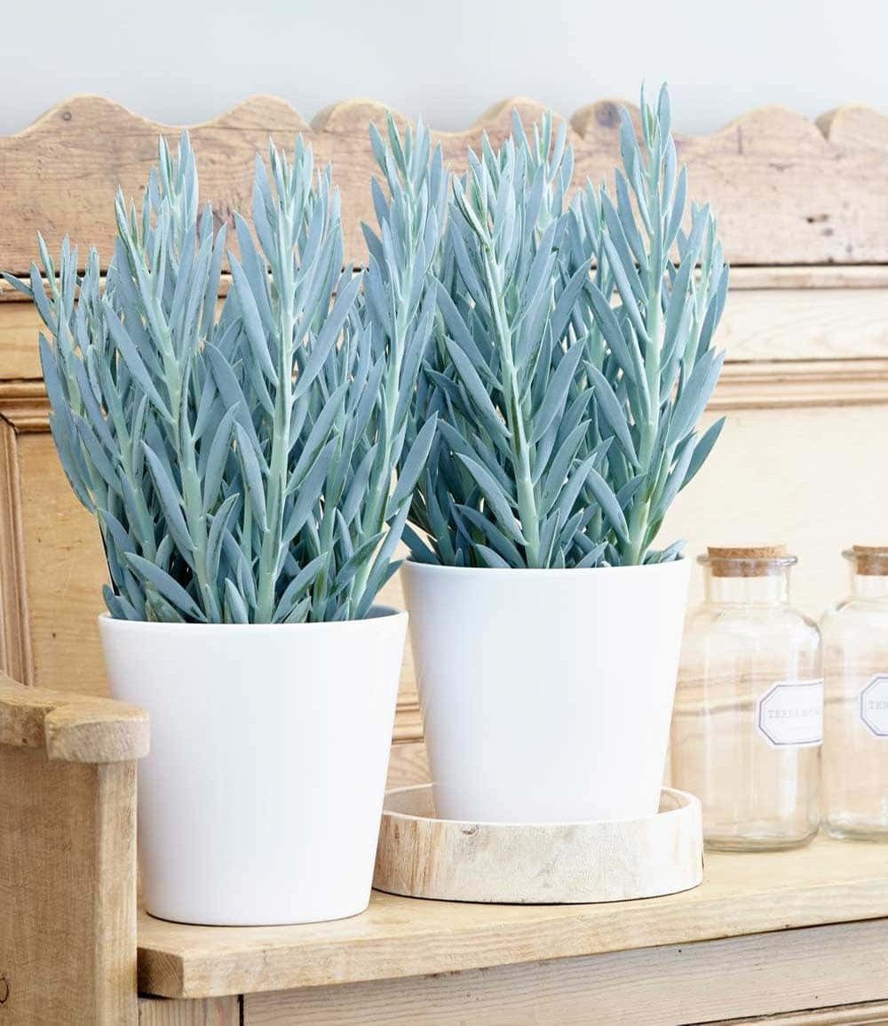 BALDUR Garten Zimmerpflanze Senecio Aquarine® 'Mount Everest', 1 St., Greiskraut, pflegeleicht
