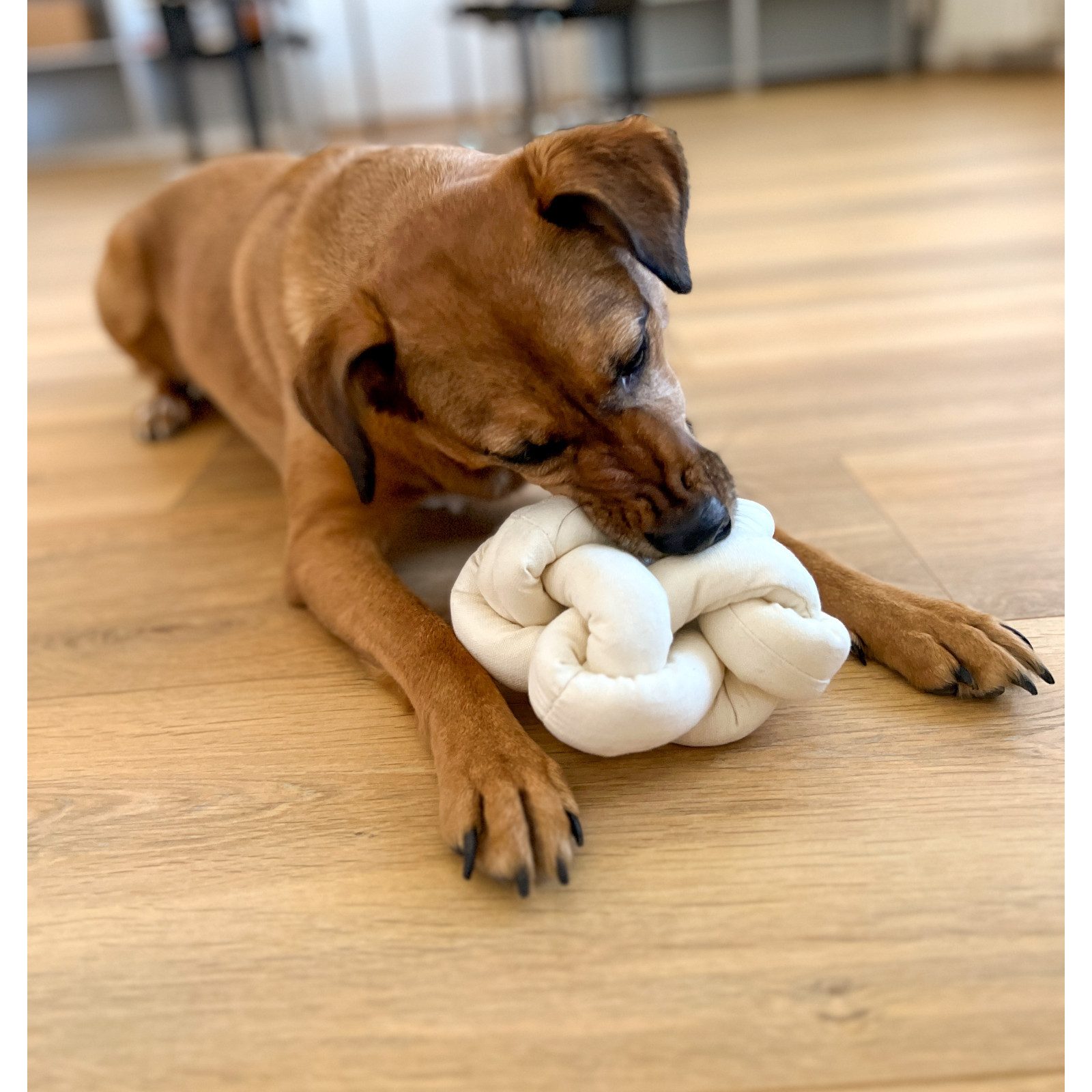 Aumüller Tiertau Hundespielzeug Knotenball Canvas, Beige günstig online kaufen
