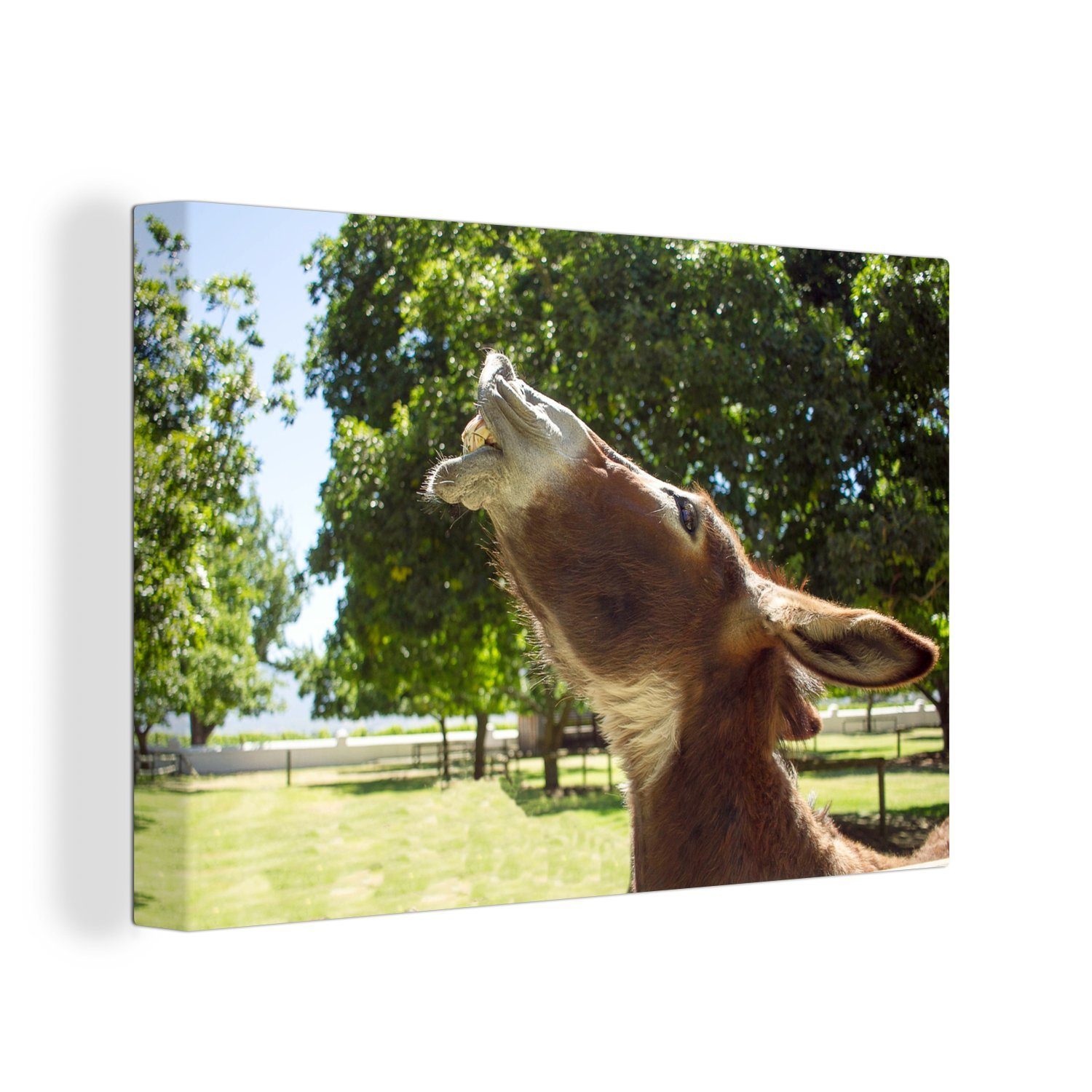 OneMillionCanvasses® Leinwandbild Esel lachend, (1 St), Wandbild Leinwandbilder, Aufhängefertig, Wanddeko, 30x20 cm
