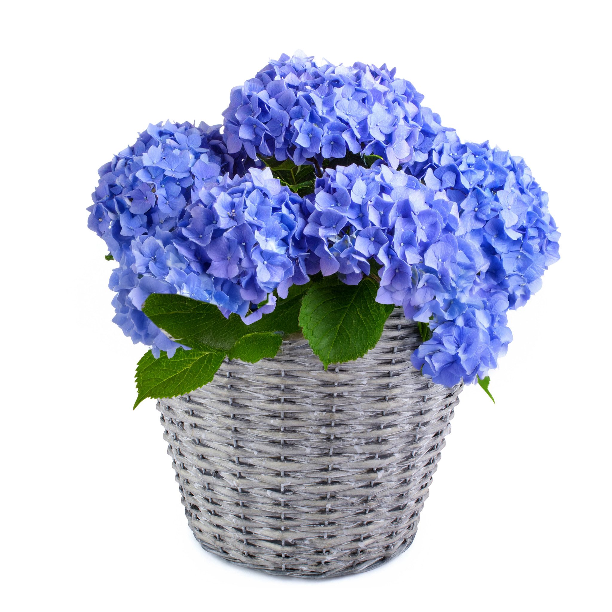 Blumentopf Weidekorb Pflanzgefäß rund foliert grau gewaschen 1 Stk Ø 14 cm